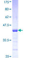 PCDHA7 Protein - 12.5% SDS-PAGE Stained with Coomassie Blue.