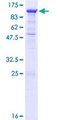 PCDHA8 Protein - 12.5% SDS-PAGE of human PCDHA8 stained with Coomassie Blue