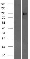PCDHA9 Protein - Western validation with an anti-DDK antibody * L: Control HEK293 lysate R: Over-expression lysate