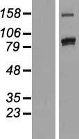 PCDHAC2 Protein - Western validation with an anti-DDK antibody * L: Control HEK293 lysate R: Over-expression lysate
