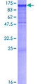 PCDHAC2 Protein - 12.5% SDS-PAGE of human PCDHAC2 stained with Coomassie Blue