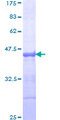 PCDHAC2 Protein - 12.5% SDS-PAGE Stained with Coomassie Blue.