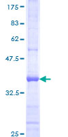 PCDHB10 Protein - 12.5% SDS-PAGE Stained with Coomassie Blue.