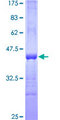 PCDHB11 Protein - 12.5% SDS-PAGE Stained with Coomassie Blue.
