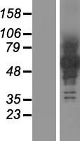 PCDHB12 Protein - Western validation with an anti-DDK antibody * L: Control HEK293 lysate R: Over-expression lysate