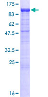 PCDHB13 Protein - 12.5% SDS-PAGE of human PCDHB13 stained with Coomassie Blue