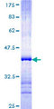 PCDHB14 Protein - 12.5% SDS-PAGE Stained with Coomassie Blue