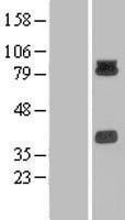 PCDHB15 Protein - Western validation with an anti-DDK antibody * L: Control HEK293 lysate R: Over-expression lysate