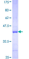 PCDHB15 Protein - 12.5% SDS-PAGE Stained with Coomassie Blue.