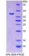 PCDHB15 Protein - Recombinant  Protocadherin Beta 15 By SDS-PAGE