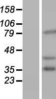 PCDHB16 Protein - Western validation with an anti-DDK antibody * L: Control HEK293 lysate R: Over-expression lysate