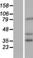 PCDHB16 Protein - Western validation with an anti-DDK antibody * L: Control HEK293 lysate R: Over-expression lysate