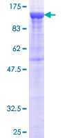 PCDHB16 Protein - 12.5% SDS-PAGE of human PCDHB16 stained with Coomassie Blue