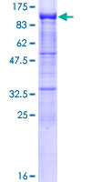 PCDHB2 / Protocadherin Beta 2 Protein - 12.5% SDS-PAGE of human PCDHB2 stained with Coomassie Blue