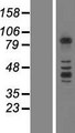 PCDHB3 Protein - Western validation with an anti-DDK antibody * L: Control HEK293 lysate R: Over-expression lysate