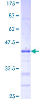 PCDHB3 Protein - 12.5% SDS-PAGE Stained with Coomassie Blue.