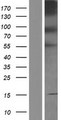 PCDHB4 / Protocadherin Beta 4 Protein - Western validation with an anti-DDK antibody * L: Control HEK293 lysate R: Over-expression lysate