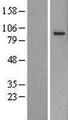 PCDHB5 Protein - Western validation with an anti-DDK antibody * L: Control HEK293 lysate R: Over-expression lysate