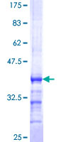 PCDHB5 Protein - 12.5% SDS-PAGE Stained with Coomassie Blue.