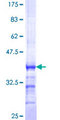 PCDHB5 Protein - 12.5% SDS-PAGE Stained with Coomassie Blue.