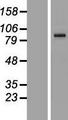 PCDHGA1 Protein - Western validation with an anti-DDK antibody * L: Control HEK293 lysate R: Over-expression lysate
