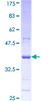 PCDHGA1 Protein - 12.5% SDS-PAGE Stained with Coomassie Blue.