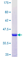 PCDHGA10 Protein - 12.5% SDS-PAGE Stained with Coomassie Blue.