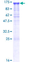 PCDHGA12 Protein - 12.5% SDS-PAGE of human PCDHGA12 stained with Coomassie Blue