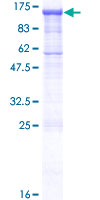 PCDHGA2 Protein - 12.5% SDS-PAGE of human PCDHGA2 stained with Coomassie Blue