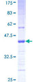 PCDHGA2 Protein - 12.5% SDS-PAGE Stained with Coomassie Blue.