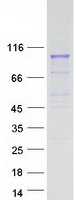PCDHGA2 Protein - Purified recombinant protein PCDHGA2 was analyzed by SDS-PAGE gel and Coomassie Blue Staining