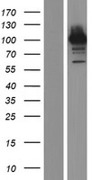 PCDHGA3 Protein - Western validation with an anti-DDK antibody * L: Control HEK293 lysate R: Over-expression lysate