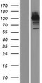 PCDHGA3 Protein - Western validation with an anti-DDK antibody * L: Control HEK293 lysate R: Over-expression lysate