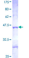 PCDHGA3 Protein - 12.5% SDS-PAGE Stained with Coomassie Blue.