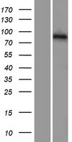 PCDHGA5 Protein - Western validation with an anti-DDK antibody * L: Control HEK293 lysate R: Over-expression lysate