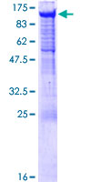 PCDHGA5 Protein - 12.5% SDS-PAGE of human PCDHGA5 stained with Coomassie Blue