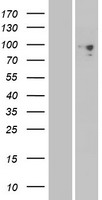 PCDHGA6 Protein - Western validation with an anti-DDK antibody * L: Control HEK293 lysate R: Over-expression lysate