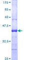 PCDHGA6 Protein - 12.5% SDS-PAGE Stained with Coomassie Blue.