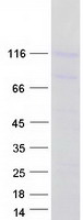 PCDHGA6 Protein - Purified recombinant protein PCDHGA6 was analyzed by SDS-PAGE gel and Coomassie Blue Staining