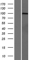 PCDHGA7 Protein - Western validation with an anti-DDK antibody * L: Control HEK293 lysate R: Over-expression lysate