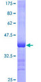PCDHGA7 Protein - 12.5% SDS-PAGE Stained with Coomassie Blue.