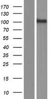 PCDHGA8 Protein - Western validation with an anti-DDK antibody * L: Control HEK293 lysate R: Over-expression lysate