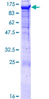 PCDHGA8 Protein - 12.5% SDS-PAGE of human PCDHGA8 stained with Coomassie Blue
