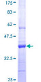 PCDHGA9 Protein - 12.5% SDS-PAGE Stained with Coomassie Blue.