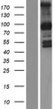 PCDHGB1 Protein - Western validation with an anti-DDK antibody * L: Control HEK293 lysate R: Over-expression lysate