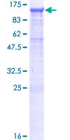PCDHGB1 Protein - 12.5% SDS-PAGE of human PCDHGB1 stained with Coomassie Blue