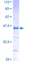 PCDHGB1 Protein - 12.5% SDS-PAGE Stained with Coomassie Blue.