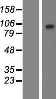 PCDHGB2 Protein - Western validation with an anti-DDK antibody * L: Control HEK293 lysate R: Over-expression lysate