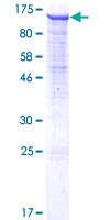 PCDHGB2 Protein - 12.5% SDS-PAGE of human PCDHGB2 stained with Coomassie Blue