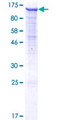 PCDHGB2 Protein - 12.5% SDS-PAGE of human PCDHGB2 stained with Coomassie Blue